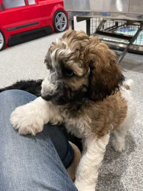 Theodore "Teddy"